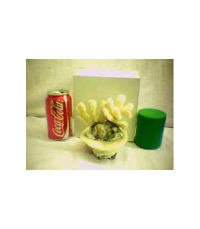 ENFEITE DO MAR  JA0126