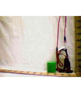 CORDA P/CACHORRO G5317