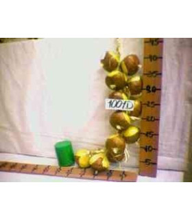 PROMO CEBOLLA 1001D OFERTA xE-8