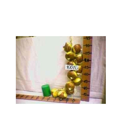 PROMO CEBOLLA 1001D OFERTA xE-8